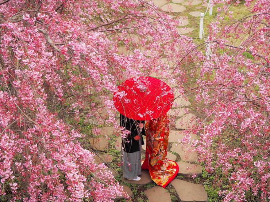 Japanese wedding during cherry blossom season