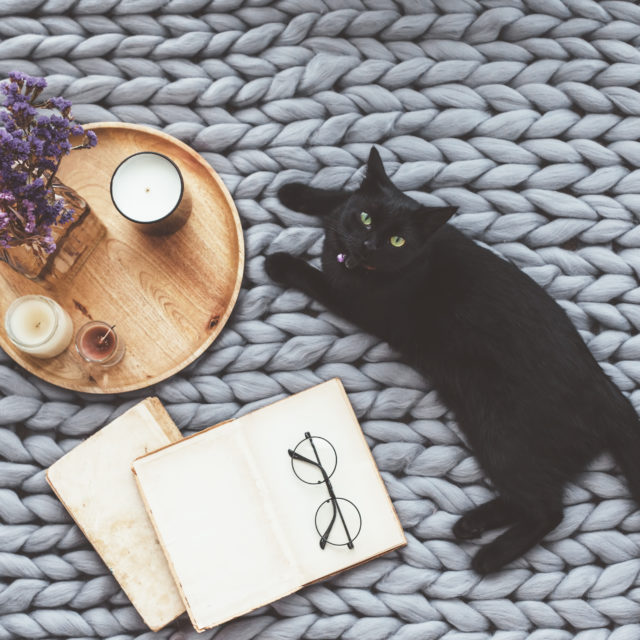 hygge mood with a cat